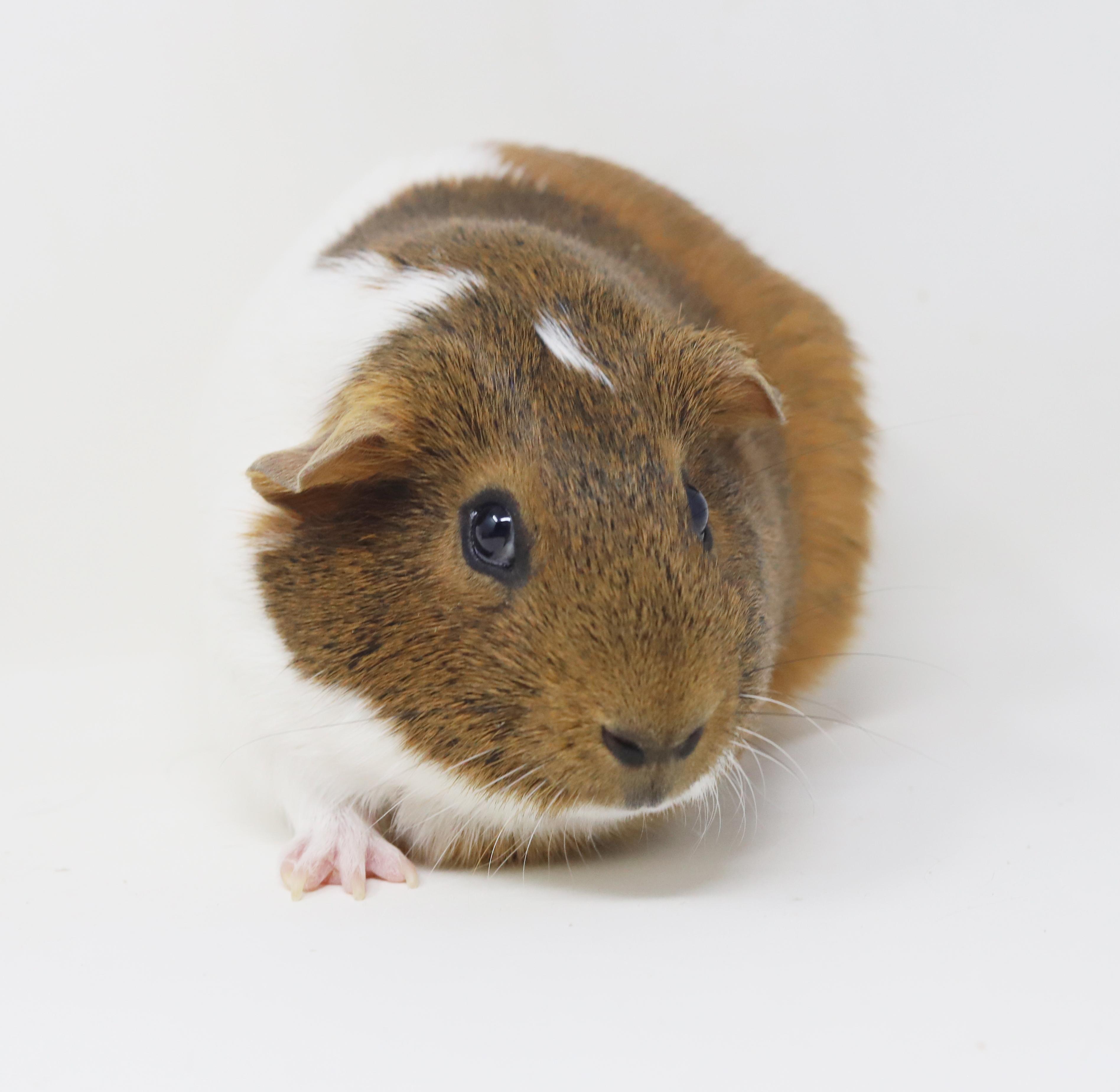Enlarge PeeWee and Kiwi!  So cute so funny and so adorable!  Bonded male female duo and he's fixed!, a Adoptable Guinea Pig in Bedford Hills, NY image 6/6