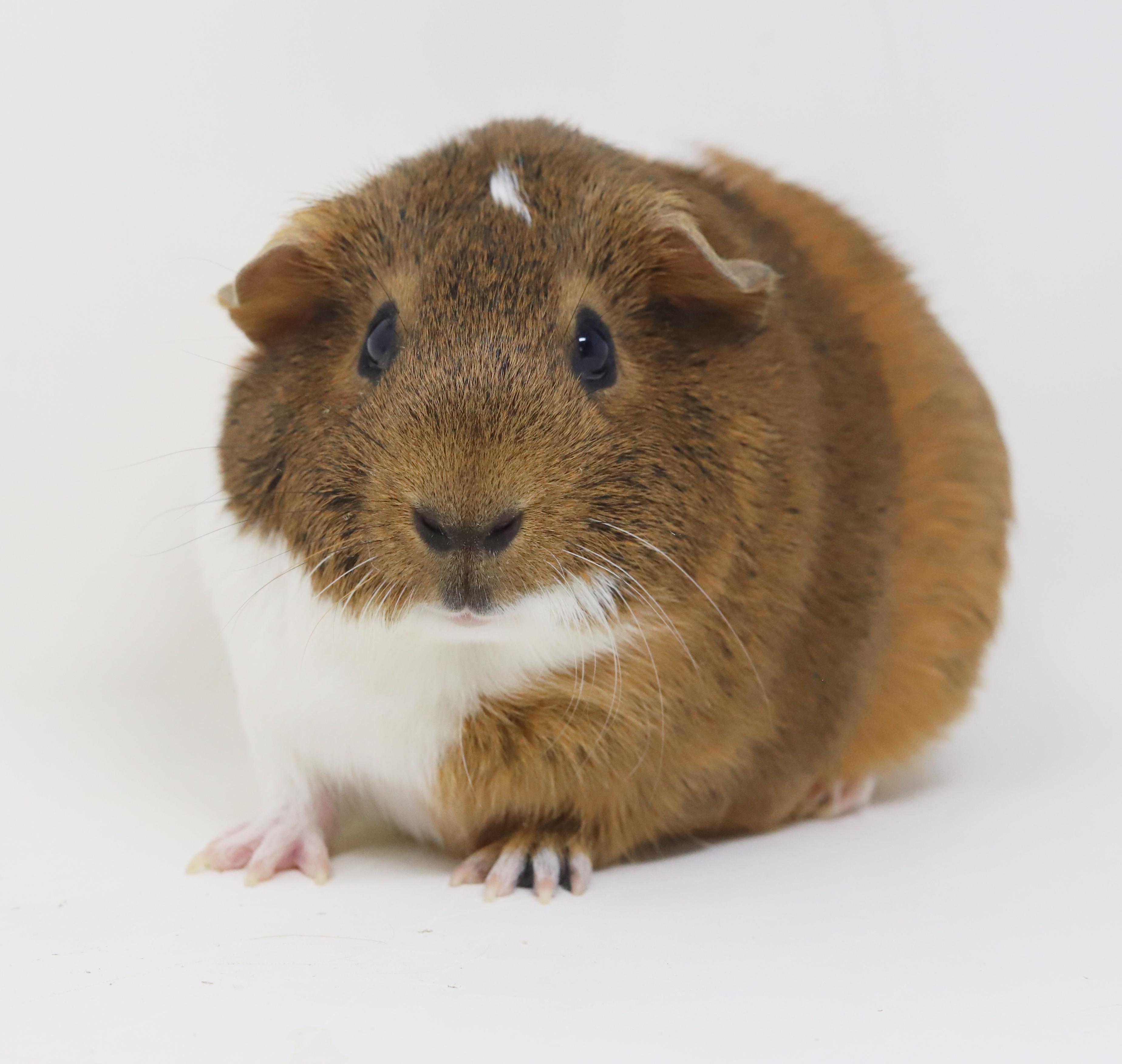 Enlarge PeeWee and Kiwi!  So cute so funny and so adorable!  Bonded male female duo and he's fixed!, a Adoptable Guinea Pig in Bedford Hills, NY image 1/6