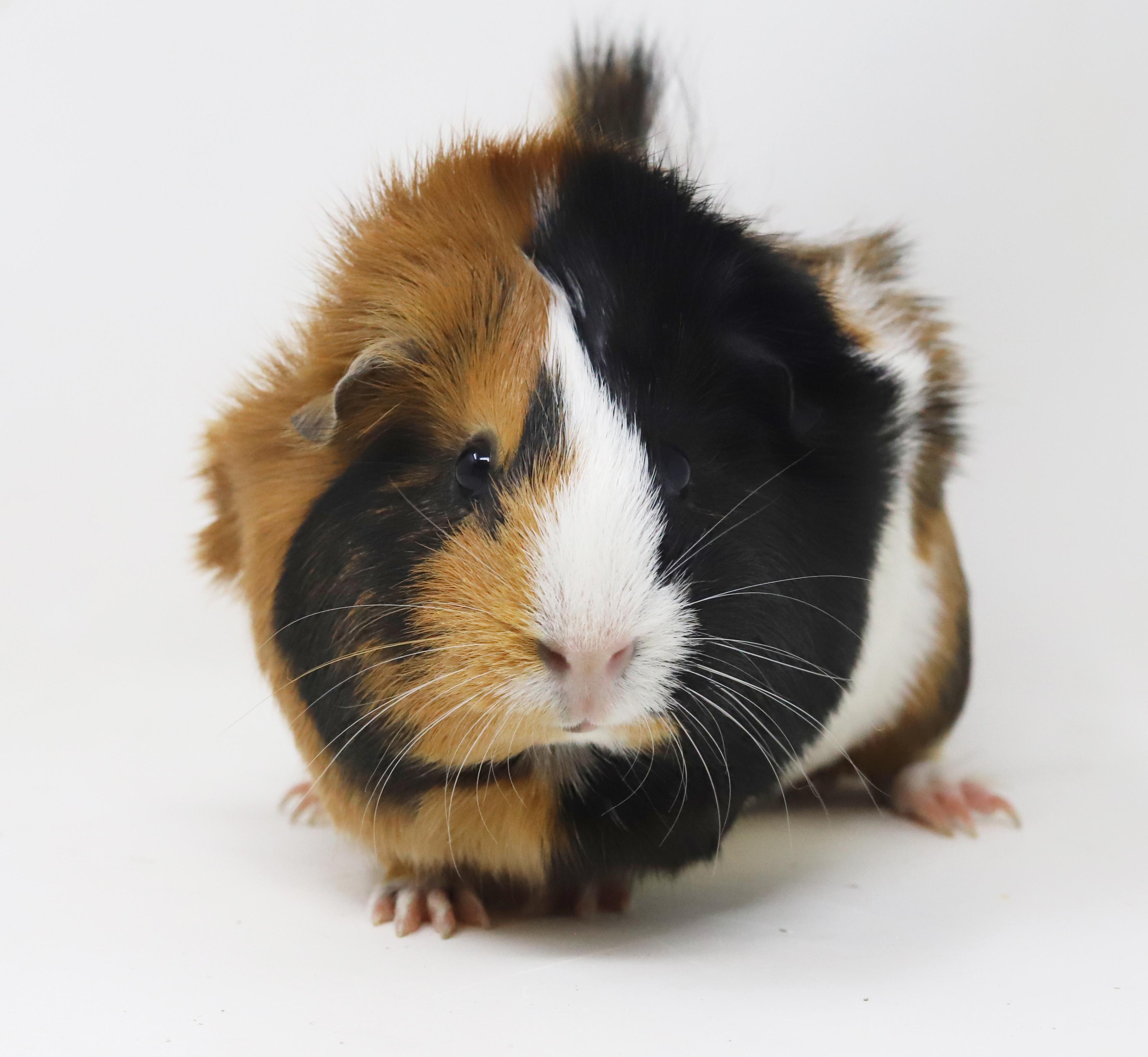 Enlarge PeeWee and Kiwi!  So cute so funny and so adorable!  Bonded male female duo and he's fixed!, a Adoptable Guinea Pig in Bedford Hills, NY image 5/6