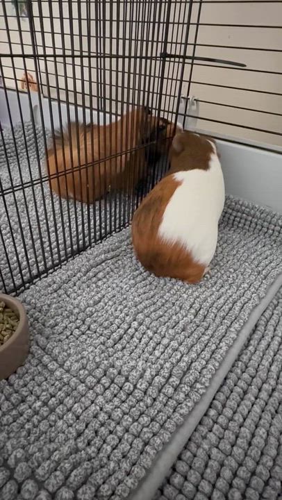 Enlarge PeeWee and Kiwi!  So cute so funny and so adorable!  Bonded male female duo and he's fixed!, a Adoptable Guinea Pig in Bedford Hills, NY video 4/6