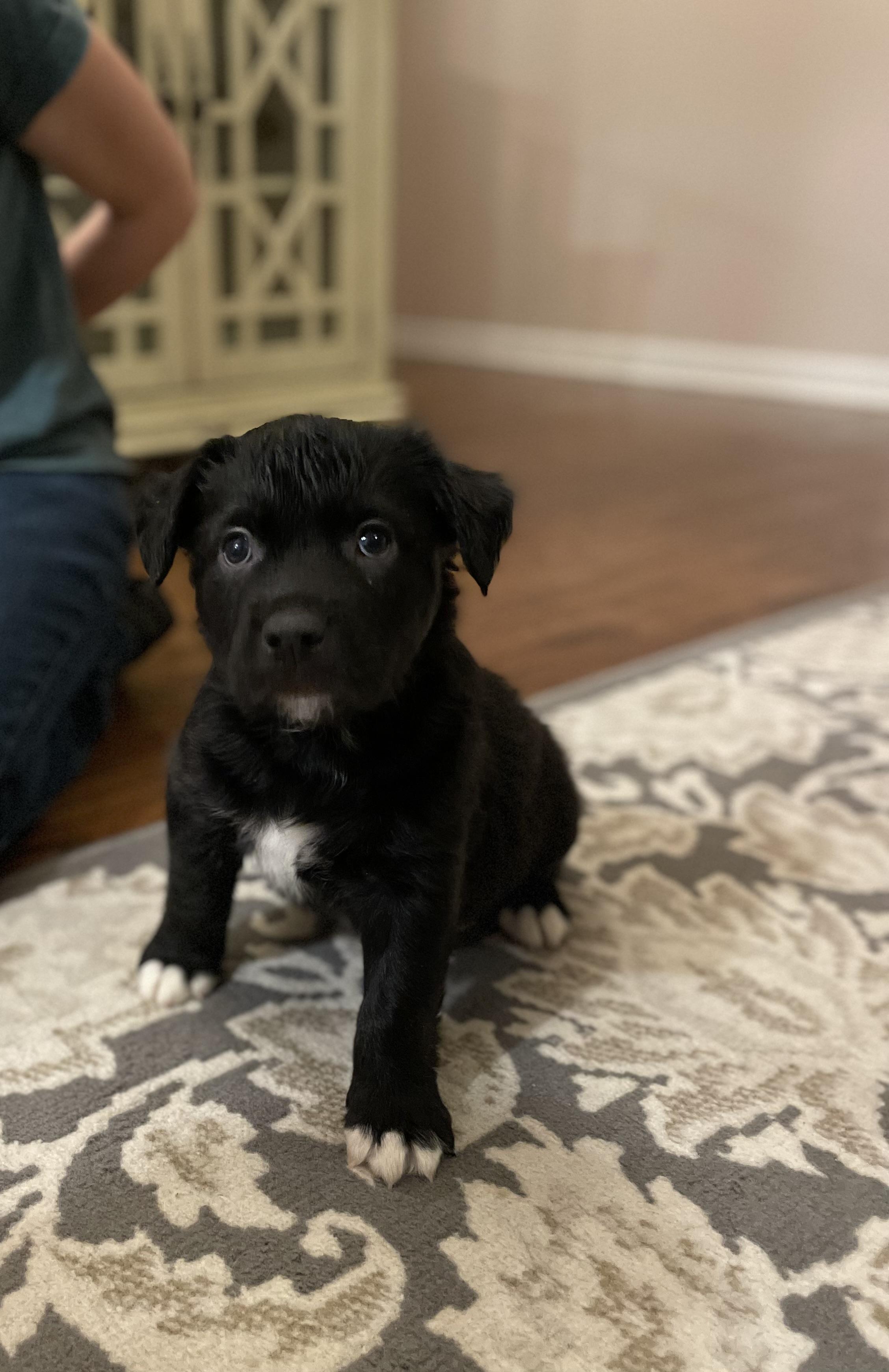 Murphy.ADOPTED, ADOPTABLE, Puppy Male Catahoula Leopard Dog & Mastiff.