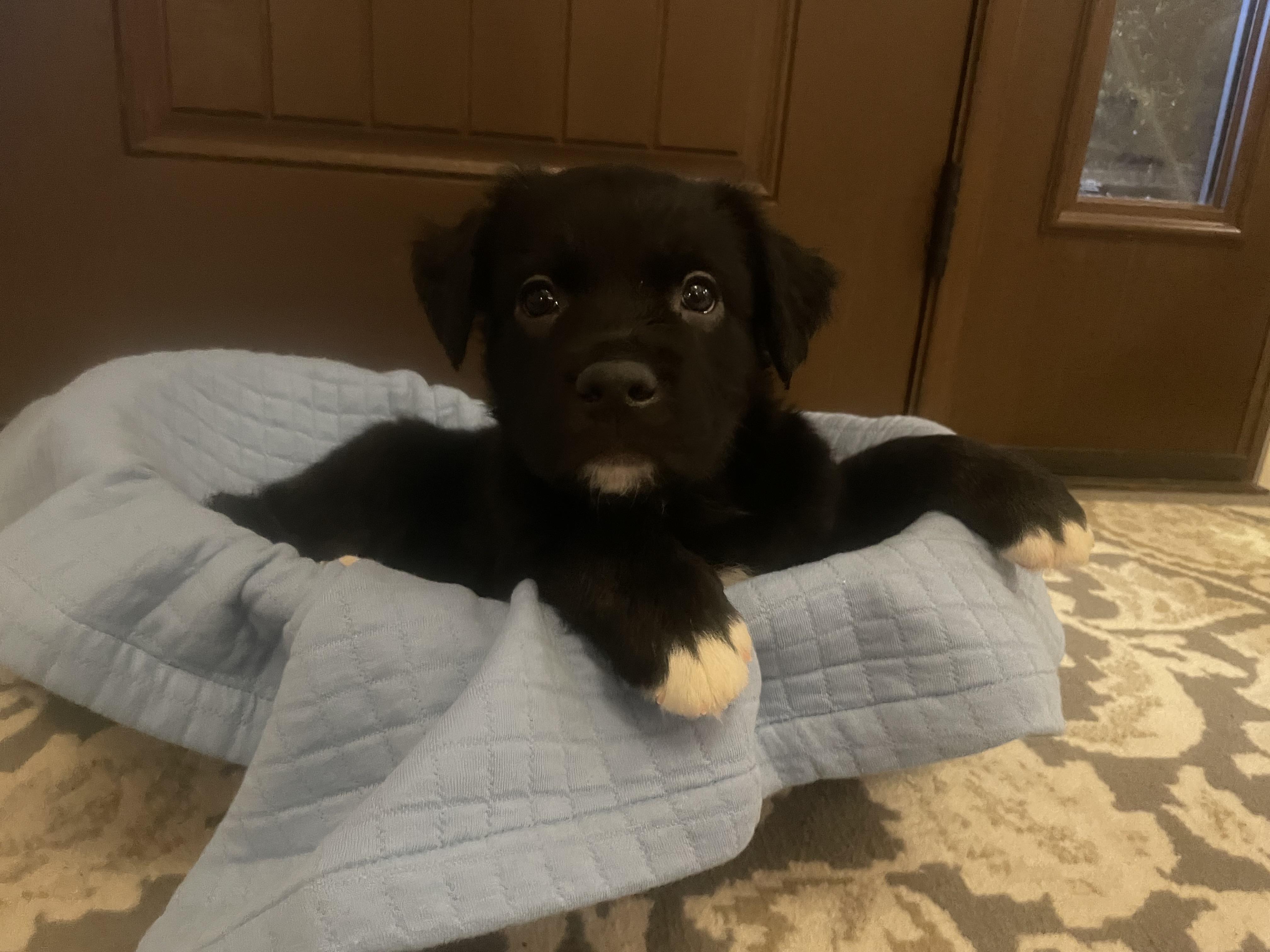 Enlarge Murphy.ADOPTED, a ADOPTABLE mixed breed in Union Grove, WI image 2/2