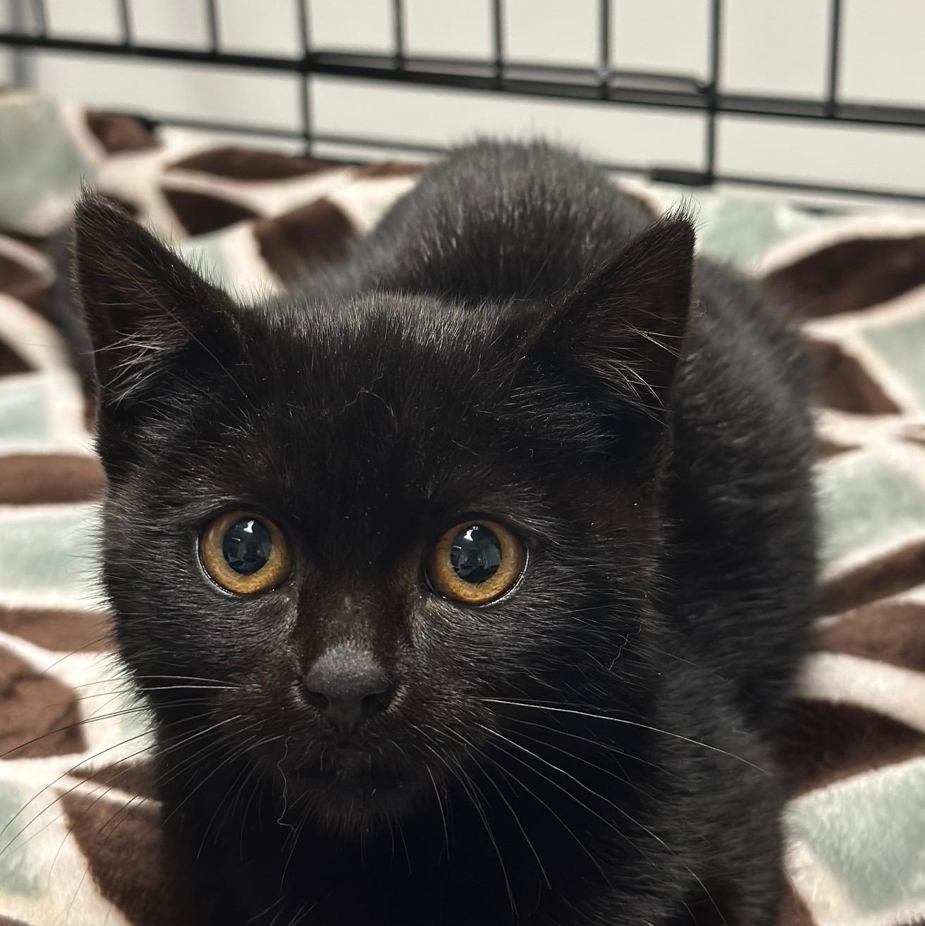 Enlarge Sable (AB), a Adoptable Domestic Short Hair in Burlington, WA image 1/2