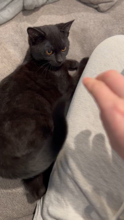 Enlarge Sable (AB), a Adoptable Domestic Short Hair in Burlington, WA video 2/2