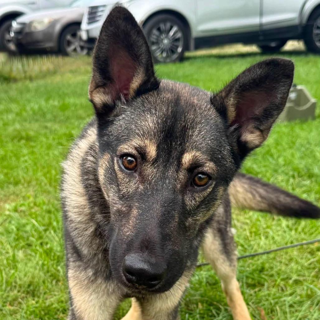 Falcon, Adoptable, Young Male German Shepherd Dog.