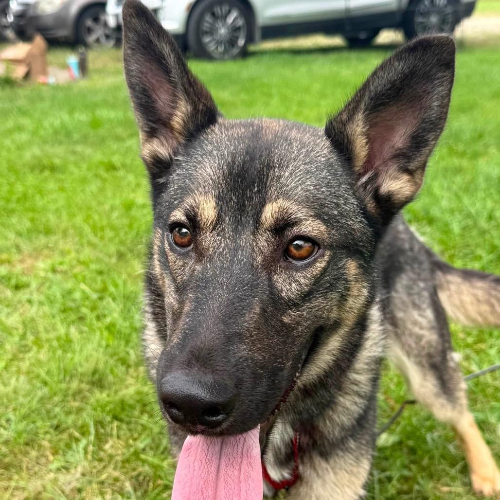 Enlarge Falcon, a Adoptable German Shepherd Dog in Farmersville, OH image 2/2