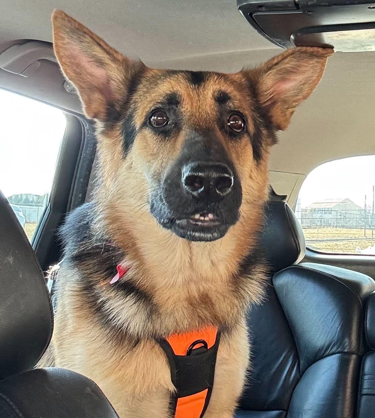 Enlarge Blue, a Adoptable German Shepherd Dog in Enola, PA image 1/5