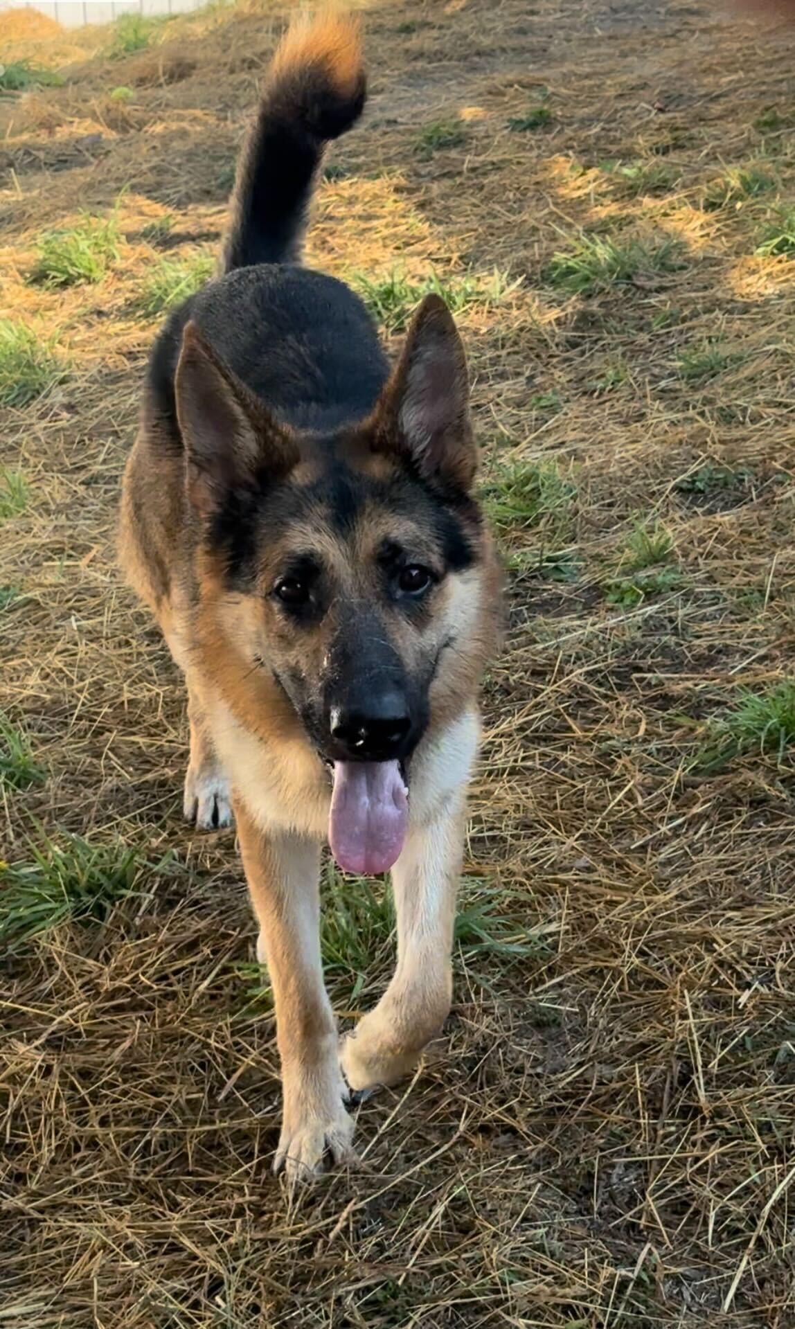 Enlarge Blue, a Adoptable German Shepherd Dog in Enola, PA image 2/5