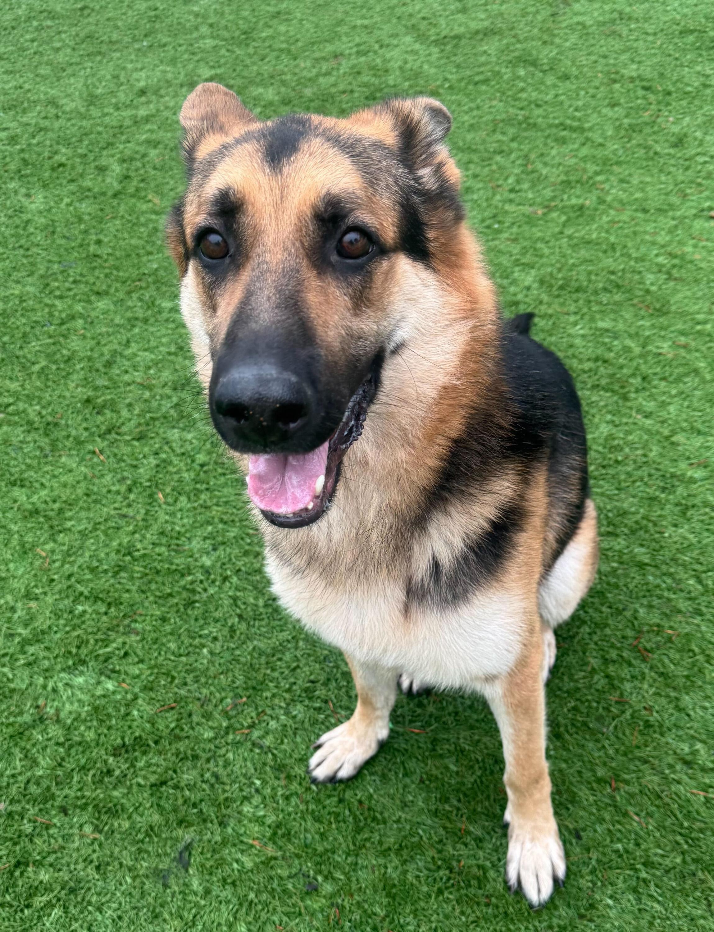 Enlarge Blue, a Adoptable German Shepherd Dog in Enola, PA image 3/5