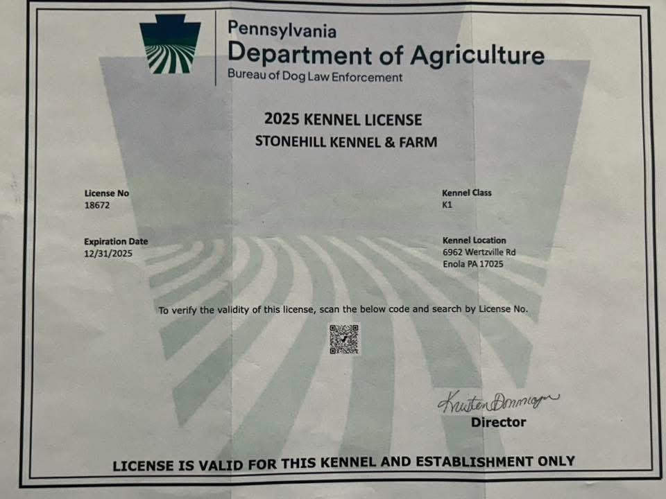 Enlarge Blue, a Adoptable German Shepherd Dog in Enola, PA image 5/5