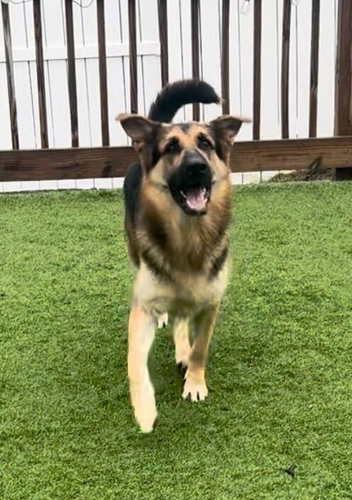 Enlarge Blue, a Adoptable German Shepherd Dog in Enola, PA image 4/5
