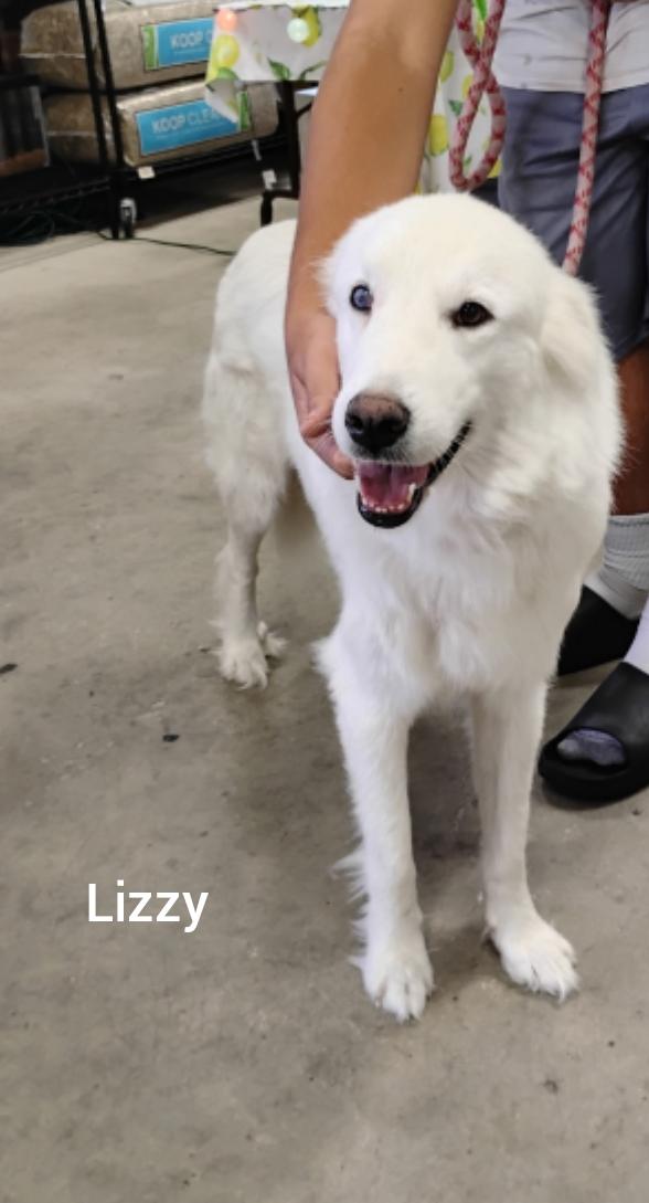 Lizzy (Orlando Fl), ADOPTABLE, Adult Female Great Pyrenees & German Shepherd Dog.