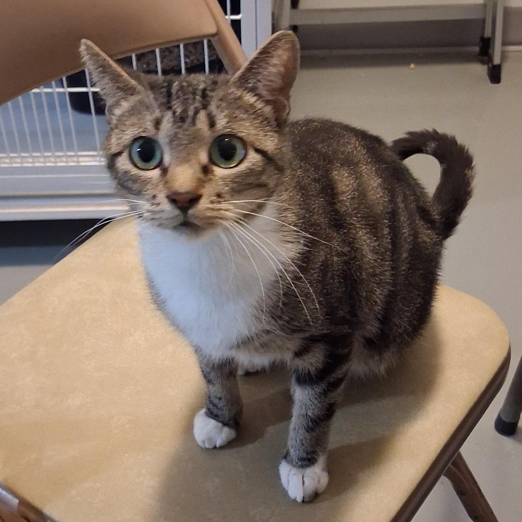 Enlarge Penelope, a Adoptable Domestic Short Hair in Iowa Falls, IA image 1/4