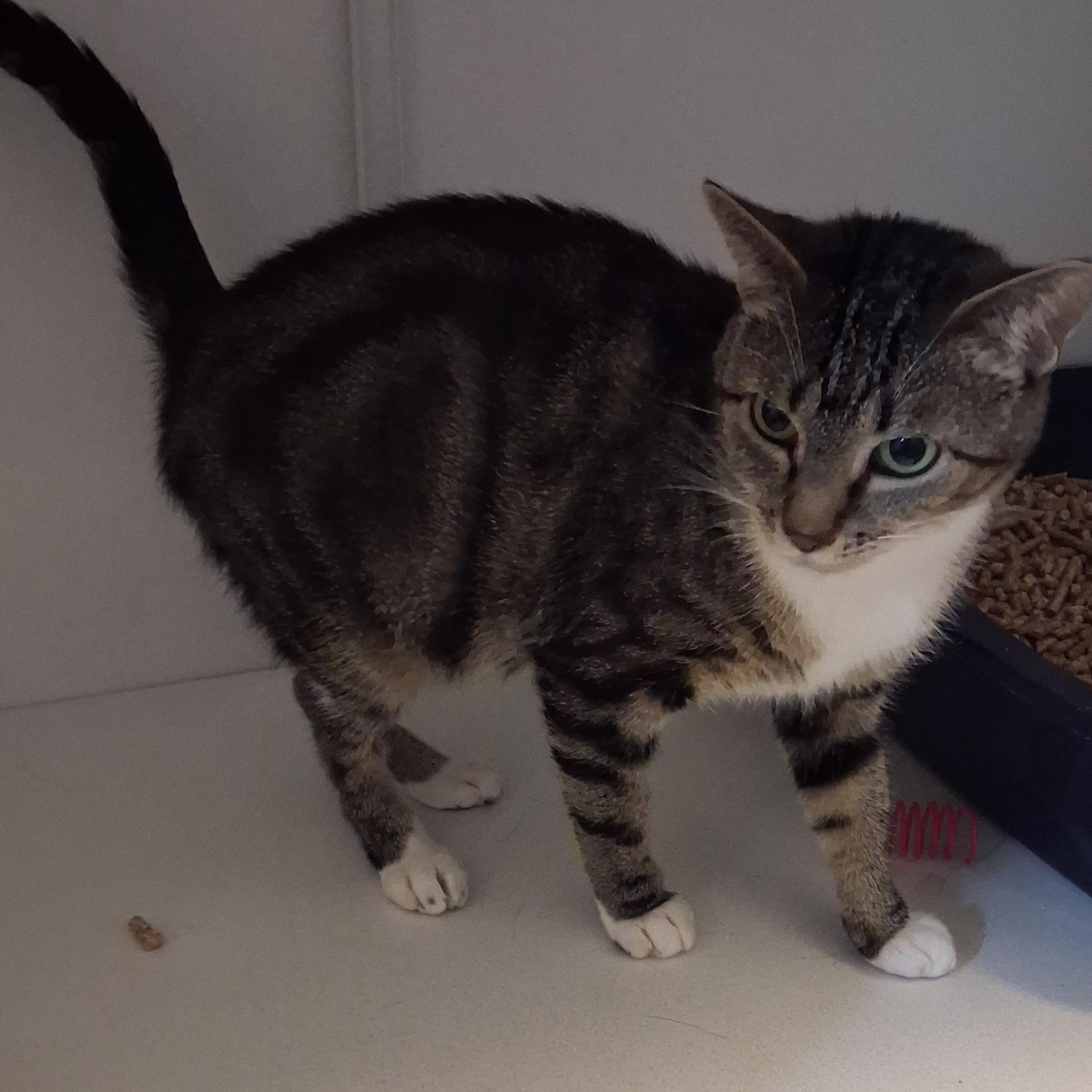 Enlarge Penelope, a Adoptable Domestic Short Hair in Iowa Falls, IA image 4/4
