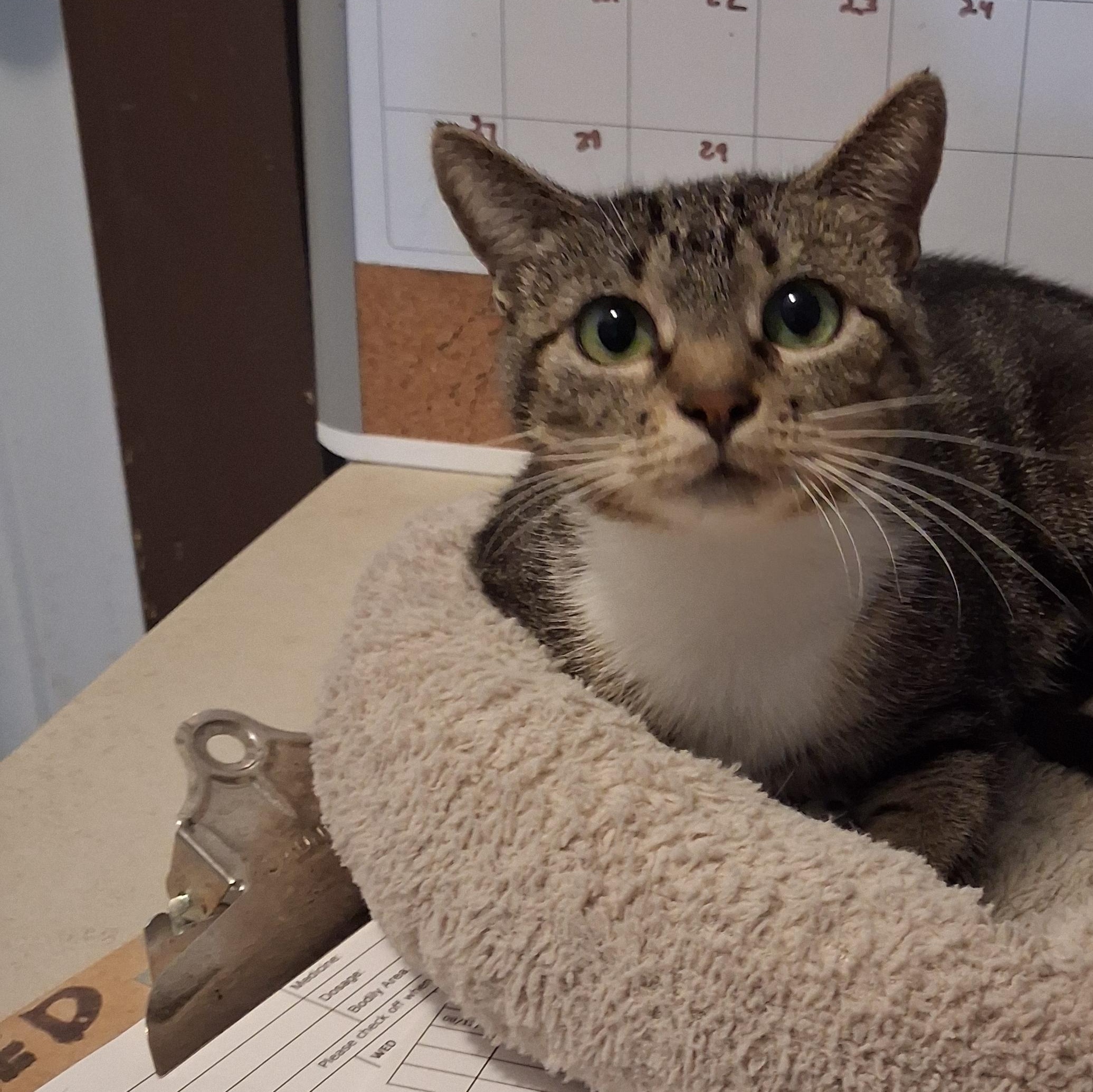 Enlarge Penelope, a Adoptable Domestic Short Hair in Iowa Falls, IA image 2/4