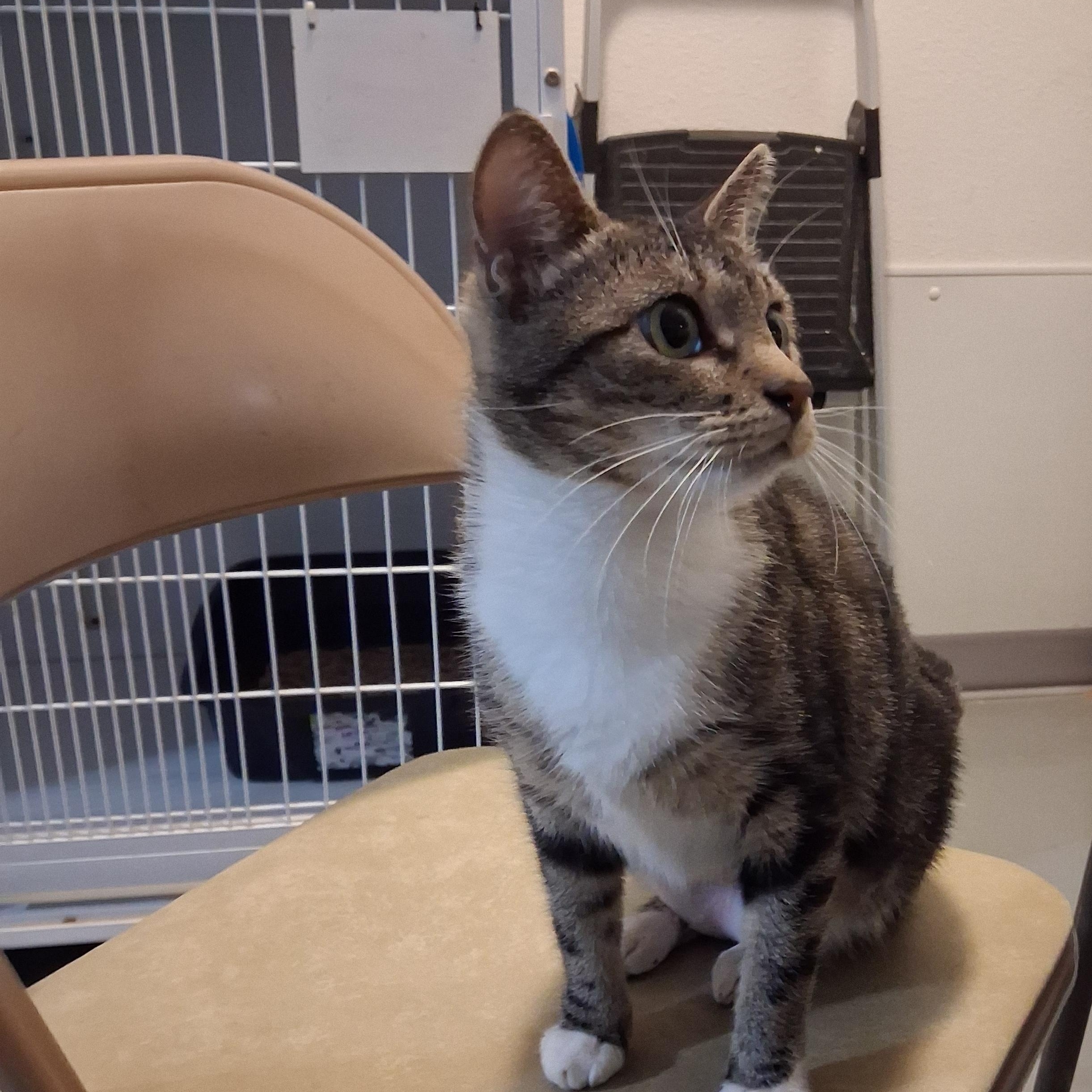 Enlarge Penelope, a Adoptable Domestic Short Hair in Iowa Falls, IA image 3/4