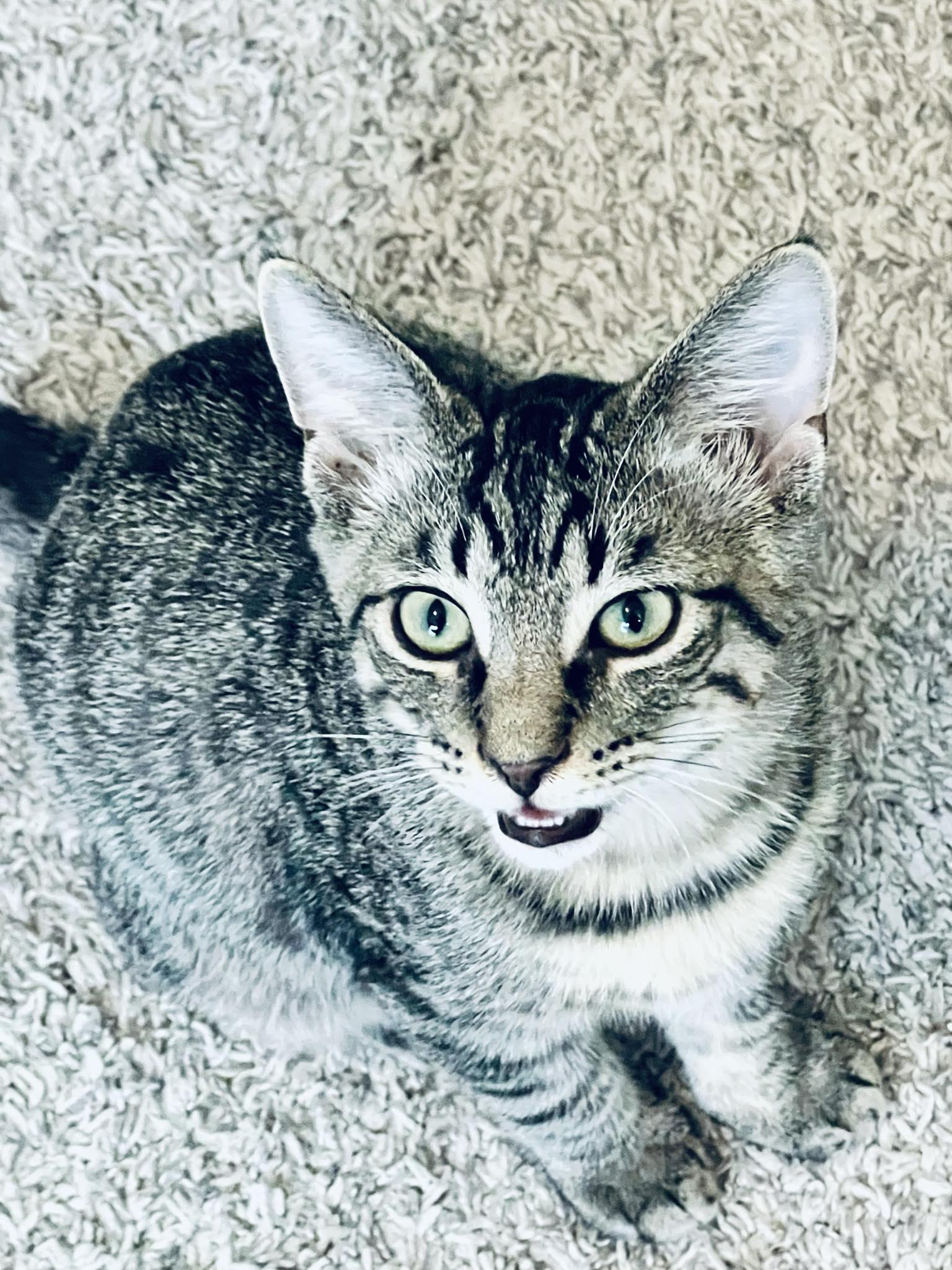 Enlarge Chip, a Adoptable mixed breed in Indianapolis, IN image 1/4