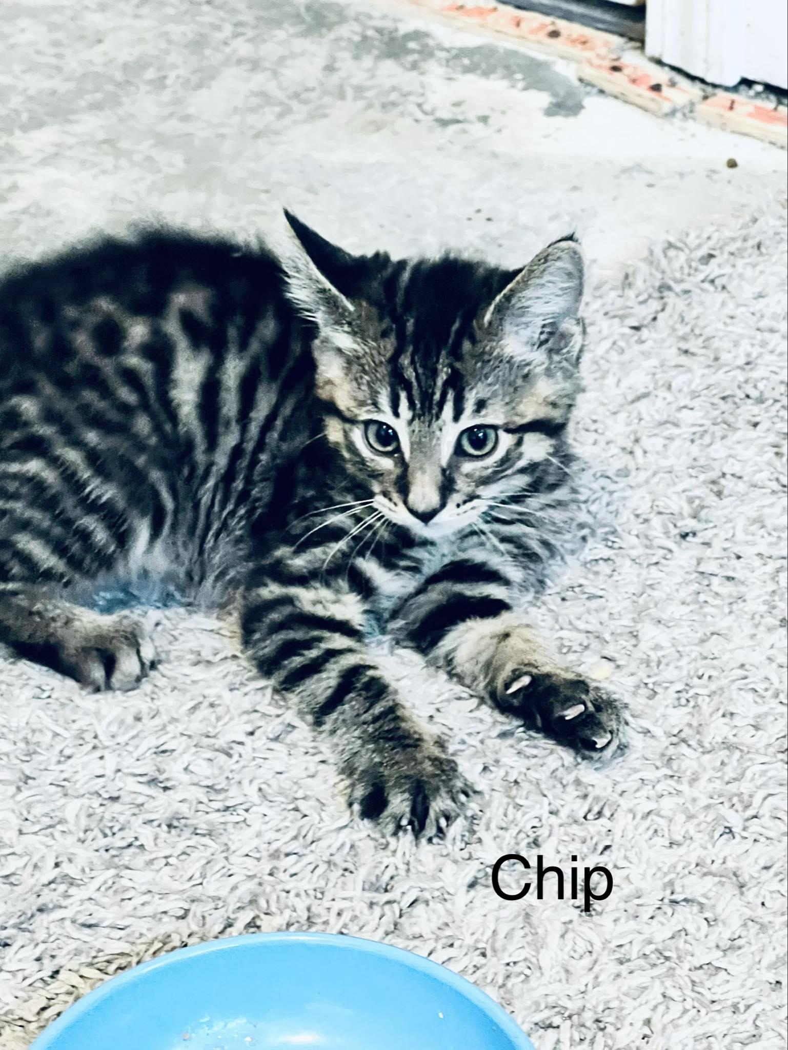 Enlarge Chip, a Adoptable mixed breed in Indianapolis, IN image 4/4