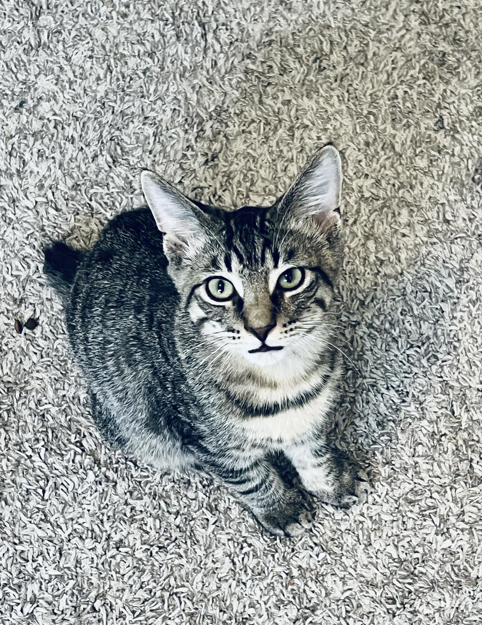 Enlarge Chip, a Adoptable mixed breed in Indianapolis, IN image 2/4