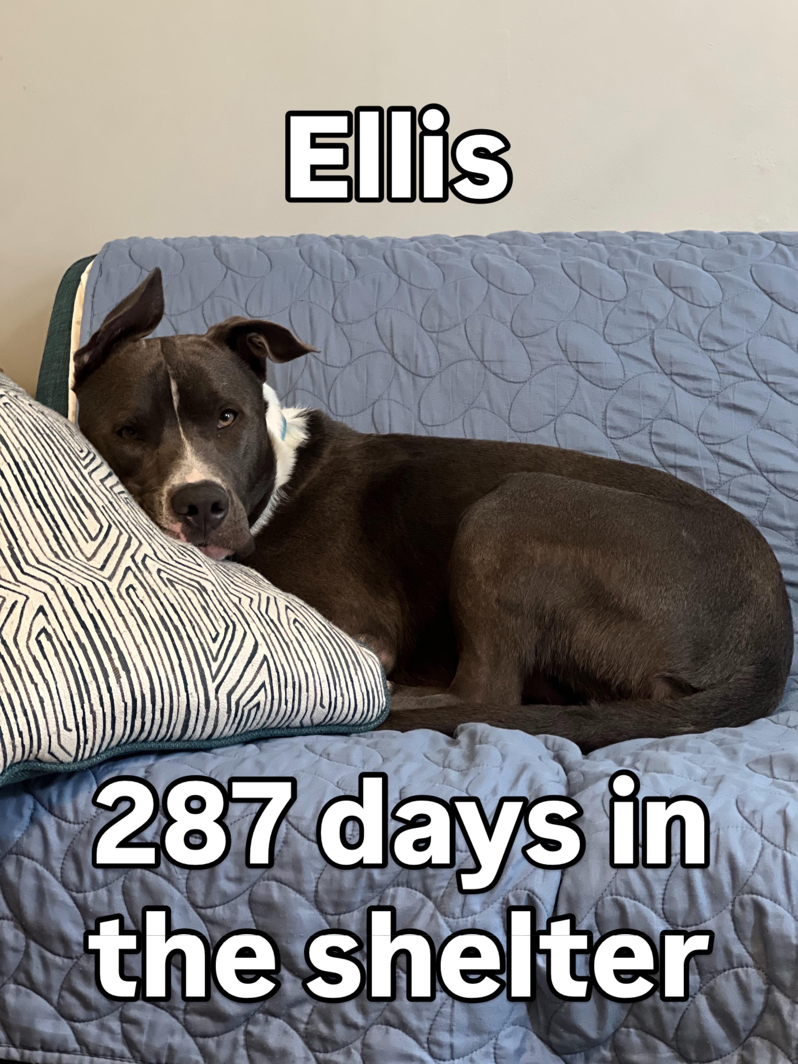 Ellis, ADOPTABLE, Adult Male American Staffordshire Terrier & Mixed Breed.