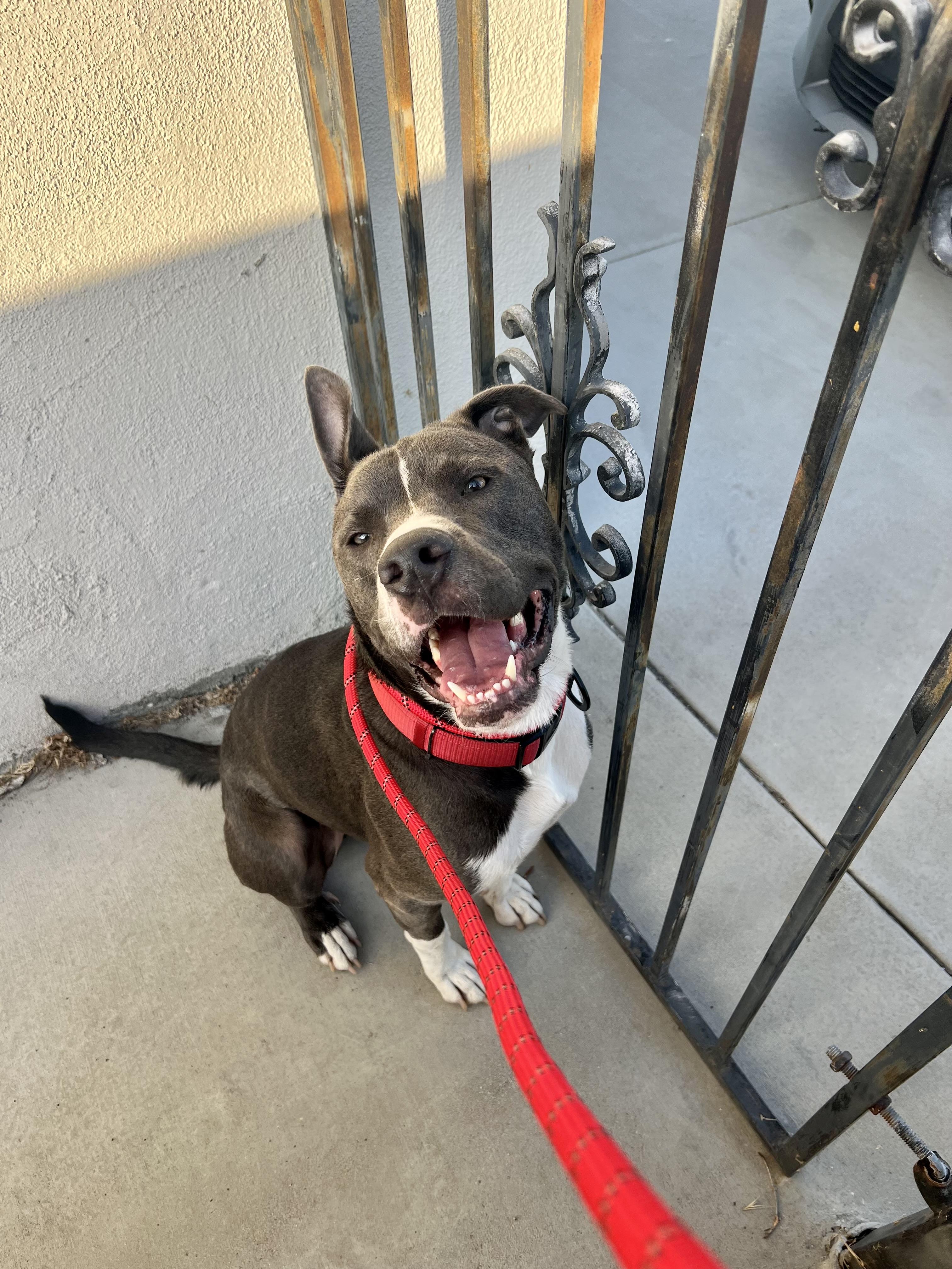 Enlarge Ellis, a ADOPTABLE mixed breed in Thousand Oaks, CA image 4/6