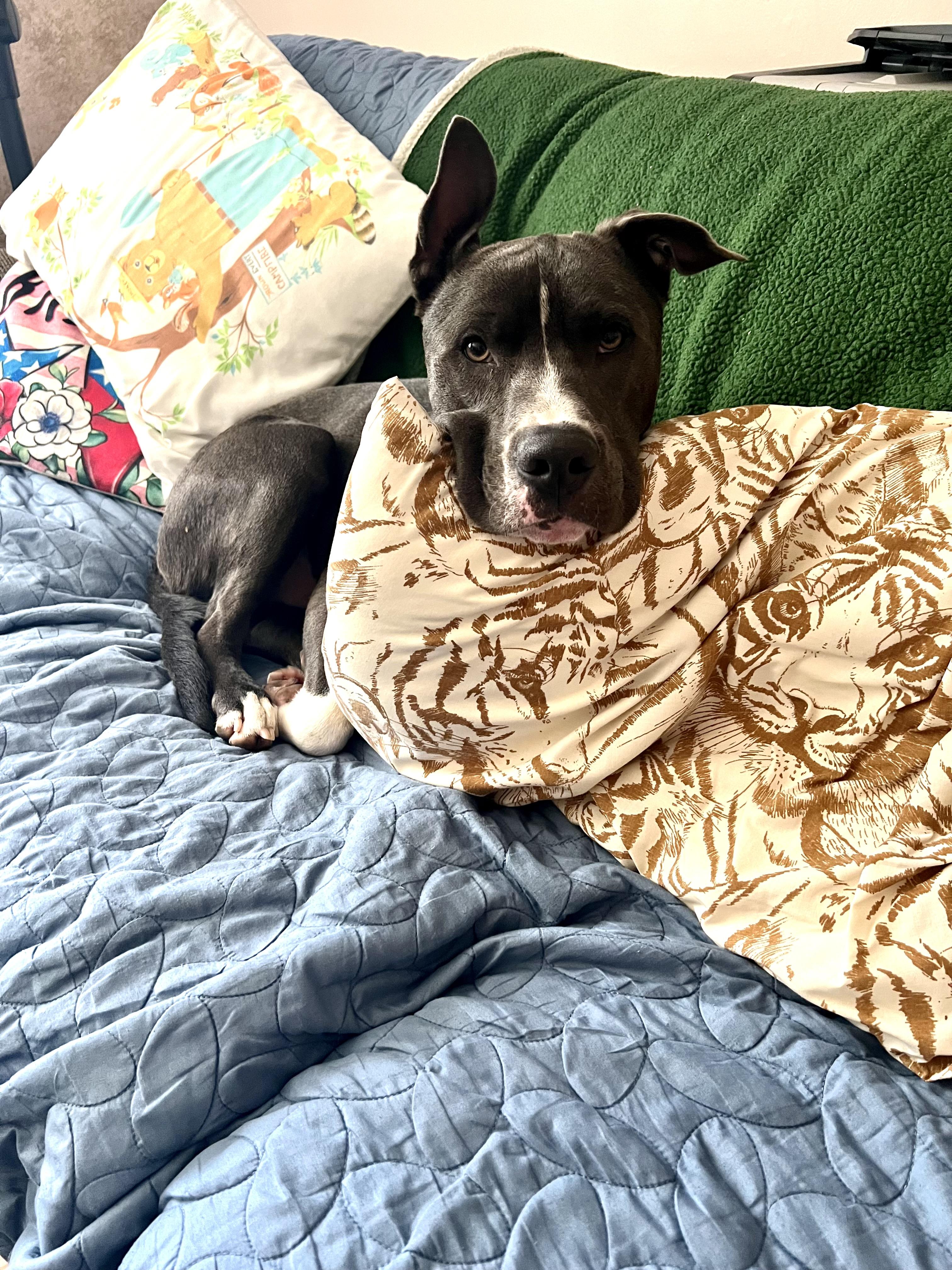 Enlarge Ellis, a ADOPTABLE mixed breed in Thousand Oaks, CA image 6/6