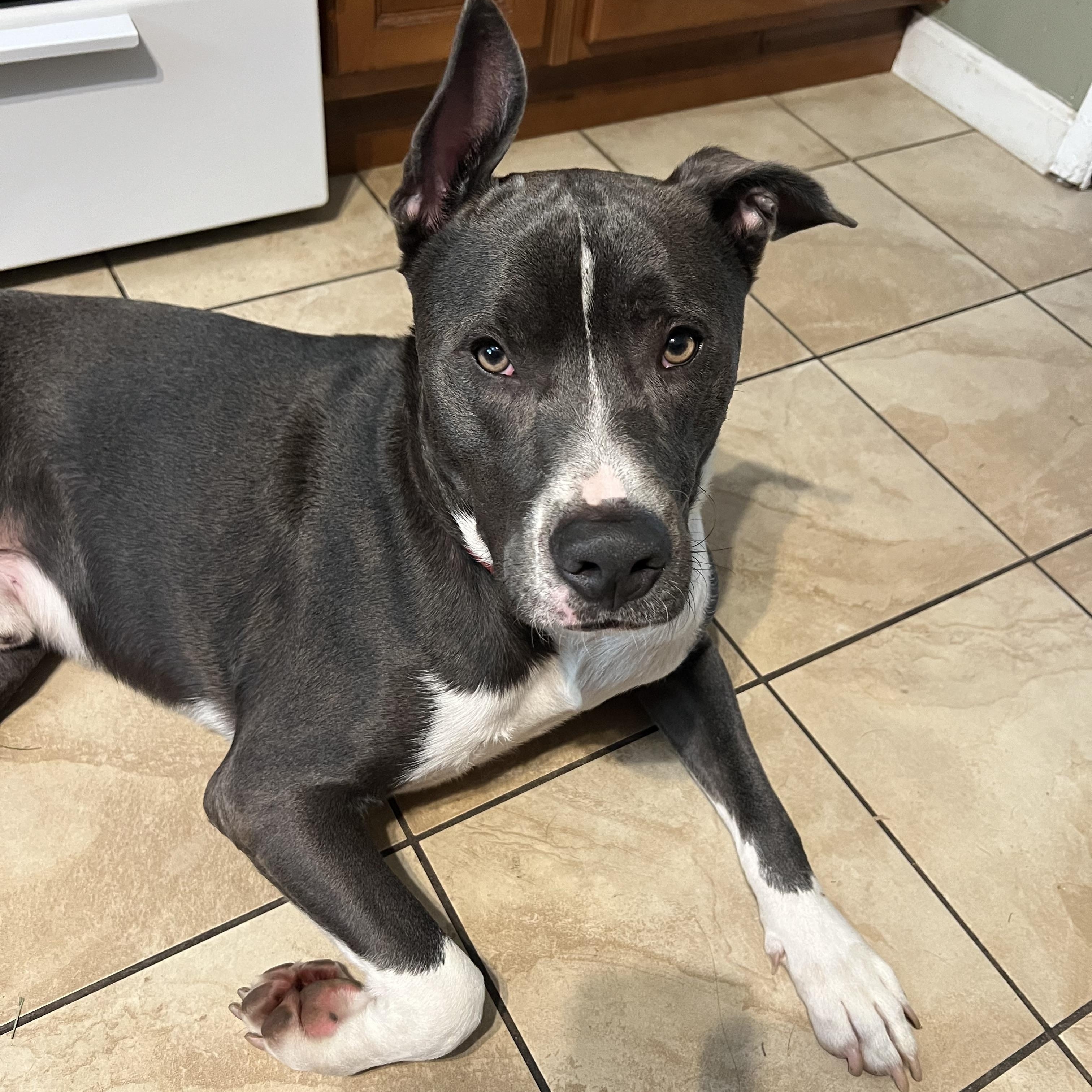 Enlarge Ellis, a ADOPTABLE mixed breed in Thousand Oaks, CA image 3/6