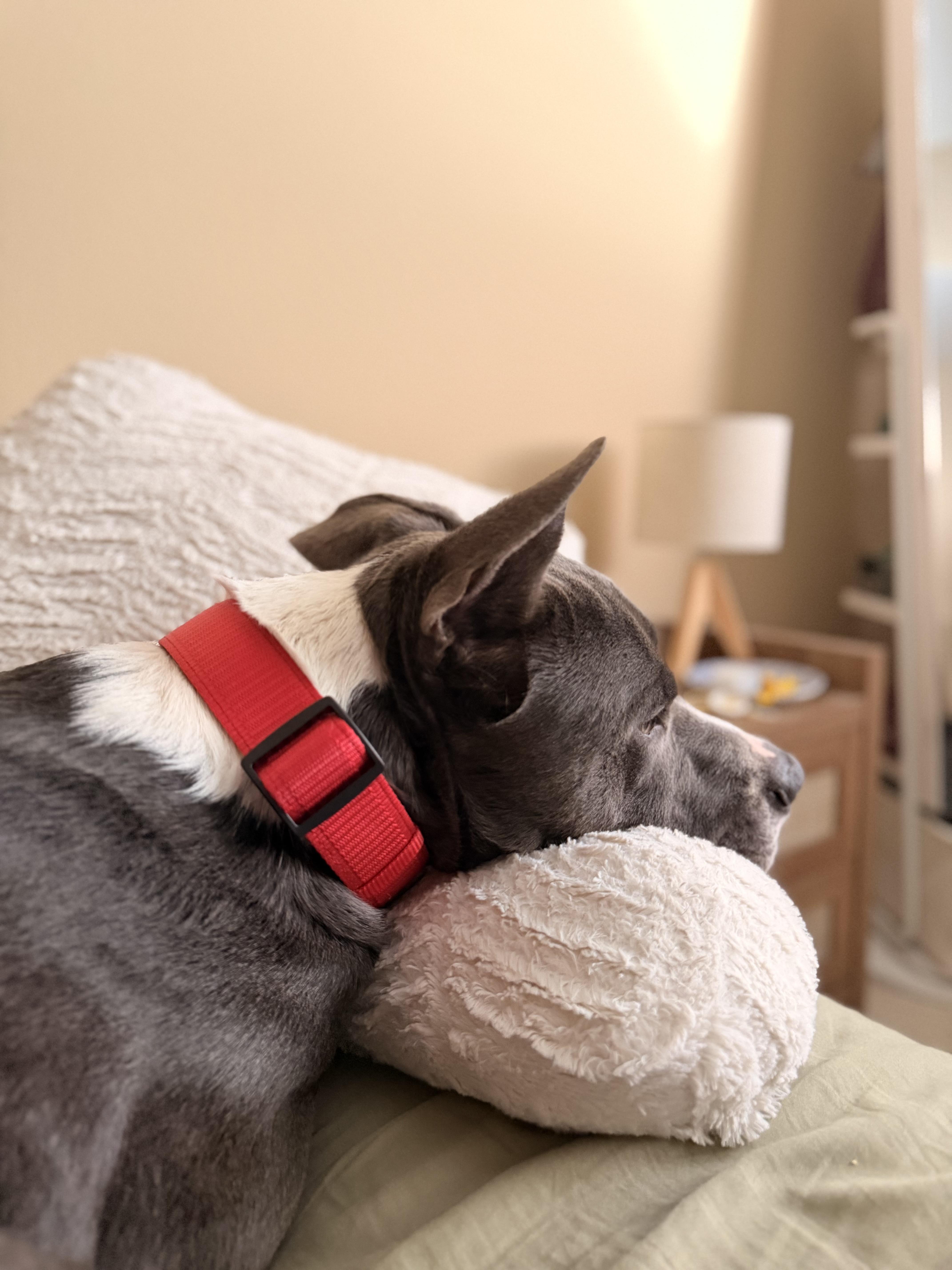 Enlarge Ellis, a ADOPTABLE mixed breed in Thousand Oaks, CA image 5/6
