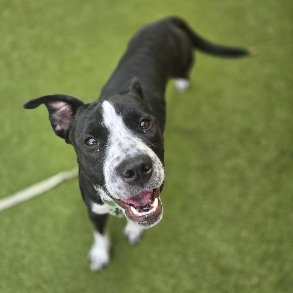 Pez, Adoptable, Adult Male Pit Bull Terrier.