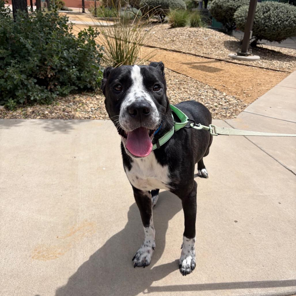 Enlarge Pez, a Adoptable Pit Bull Terrier in Albuquerque, NM image 2/6
