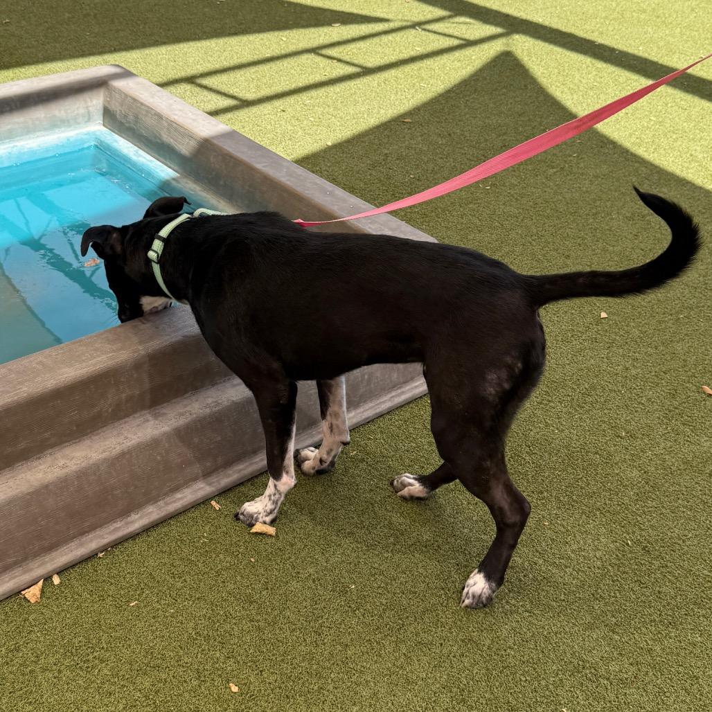 Enlarge Pez, a Adoptable Pit Bull Terrier in Albuquerque, NM image 3/6