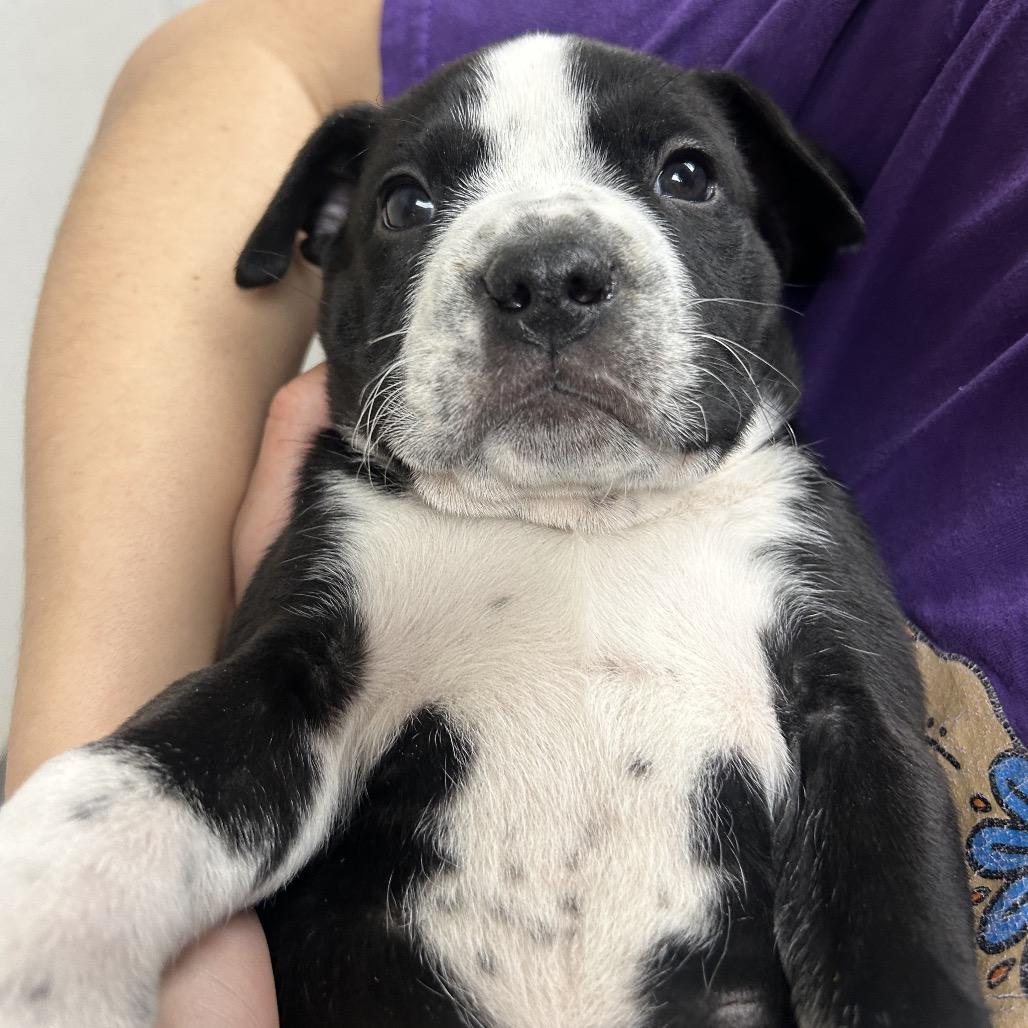 Enlarge Pez, a Adoptable Pit Bull Terrier in Albuquerque, NM image 4/6