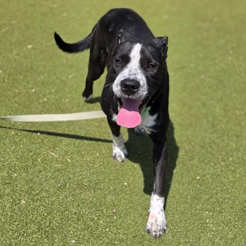 Enlarge Pez, a Adoptable Pit Bull Terrier in Albuquerque, NM image 5/6
