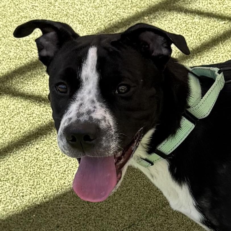 Enlarge Pez, a Adoptable Pit Bull Terrier in Albuquerque, NM image 6/6