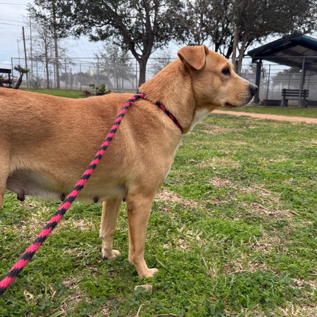 Brownie, Adoptable, Adult Female Labrador Retriever & Mixed Breed.