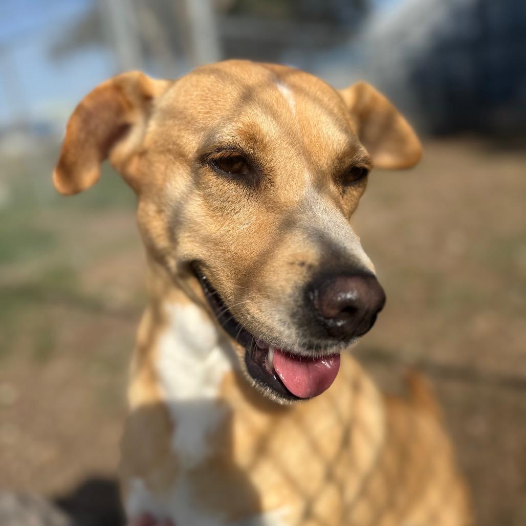 Enlarge Brownie, a Adoptable mixed breed in Corpus Christi, TX image 2/6