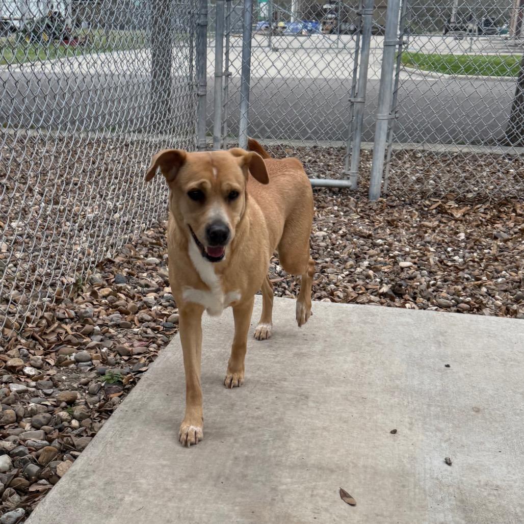 Enlarge Brownie, a Adoptable mixed breed in Corpus Christi, TX image 3/6