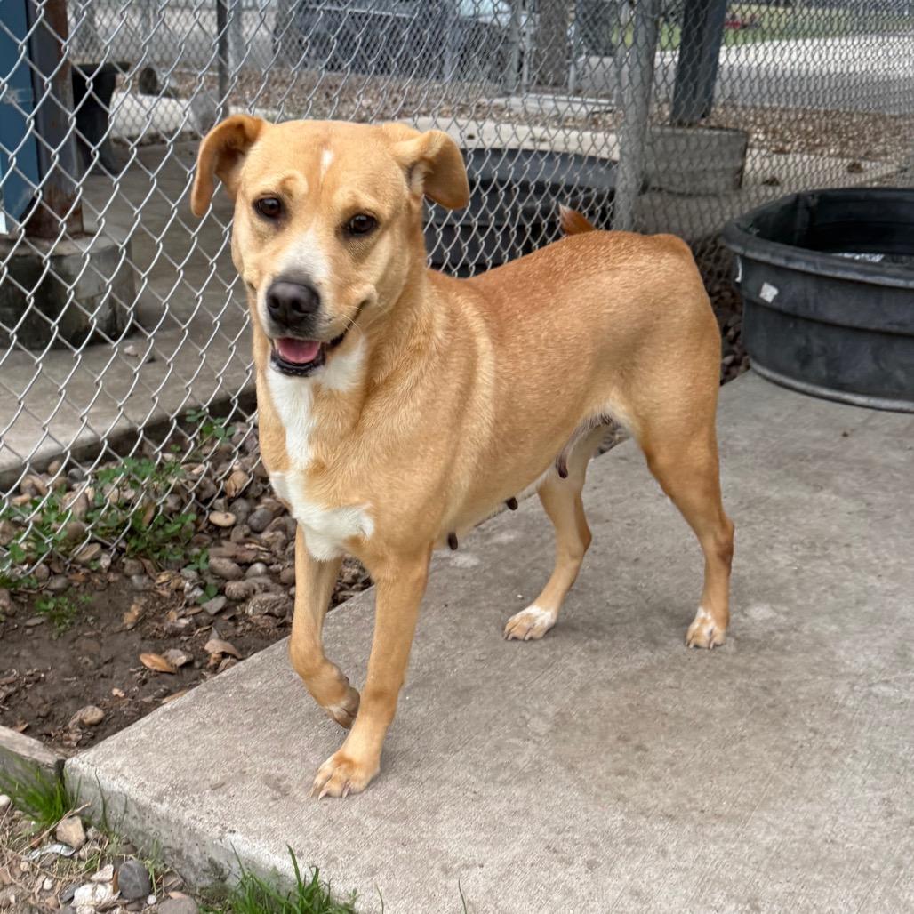 Enlarge Brownie, a Adoptable mixed breed in Corpus Christi, TX image 4/6