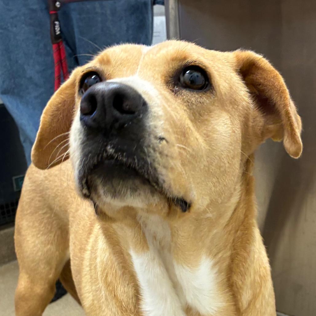 Enlarge Brownie, a Adoptable mixed breed in Corpus Christi, TX image 5/6