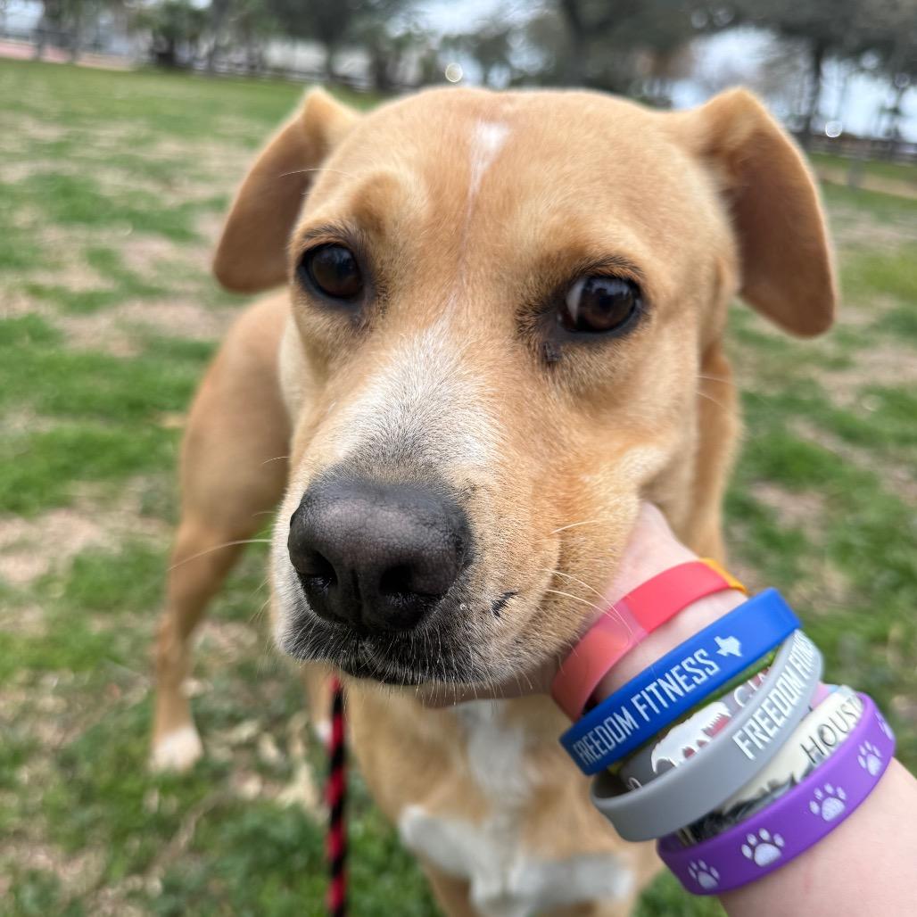 Enlarge Brownie, a Adoptable mixed breed in Corpus Christi, TX image 6/6