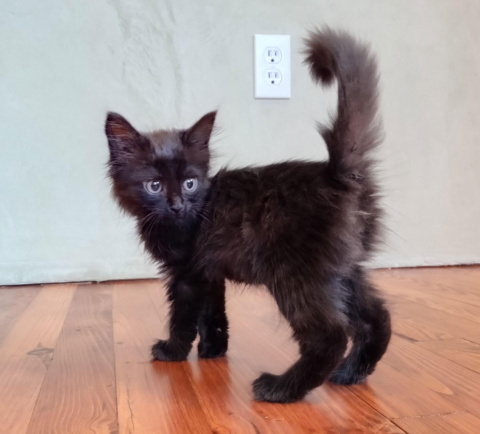 Enlarge Firecracker, a Adopted Domestic Long Hair in Rural Hall, NC image 1/3