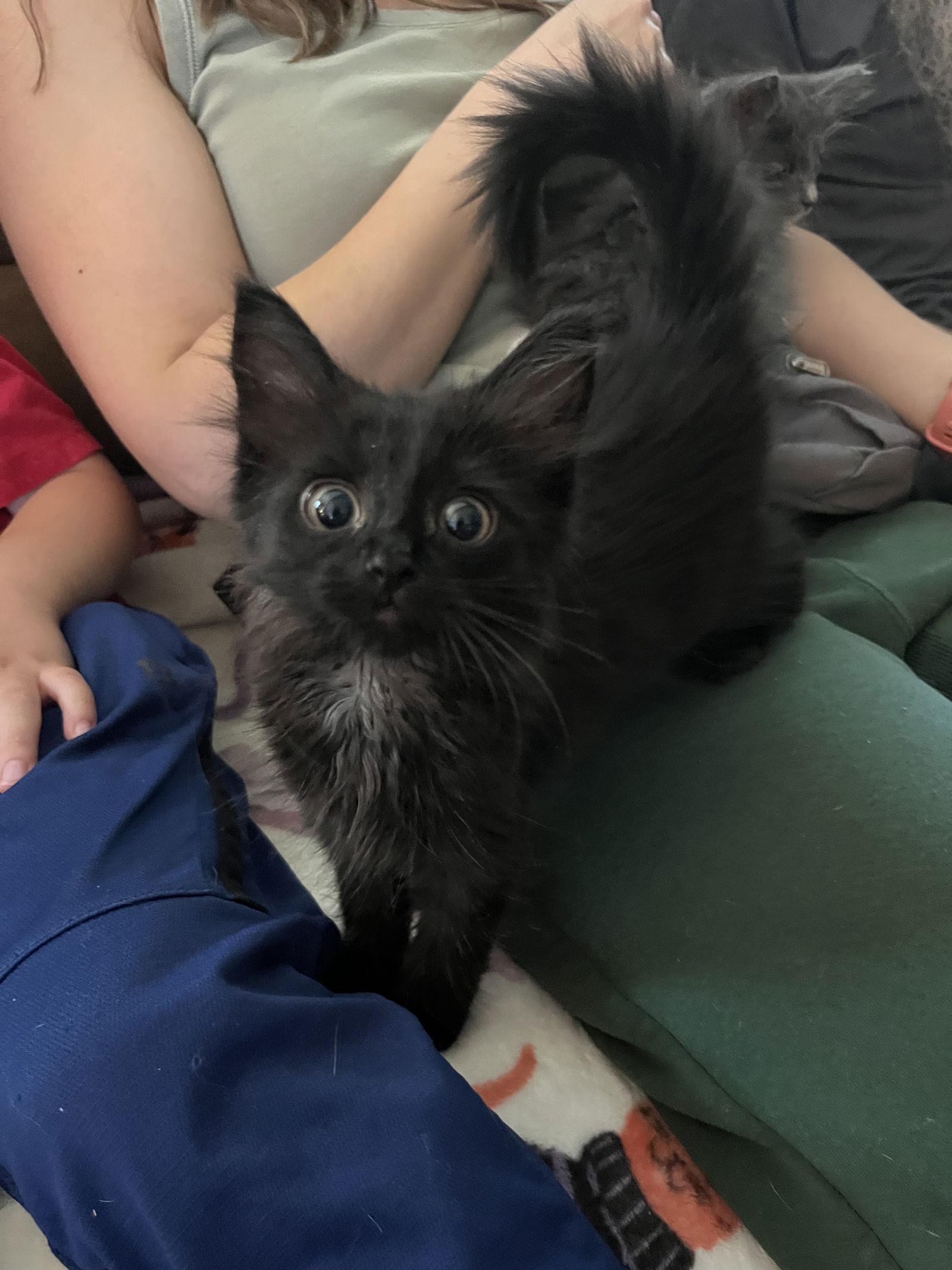 Enlarge Firecracker, a Adopted Domestic Long Hair in Rural Hall, NC image 2/3