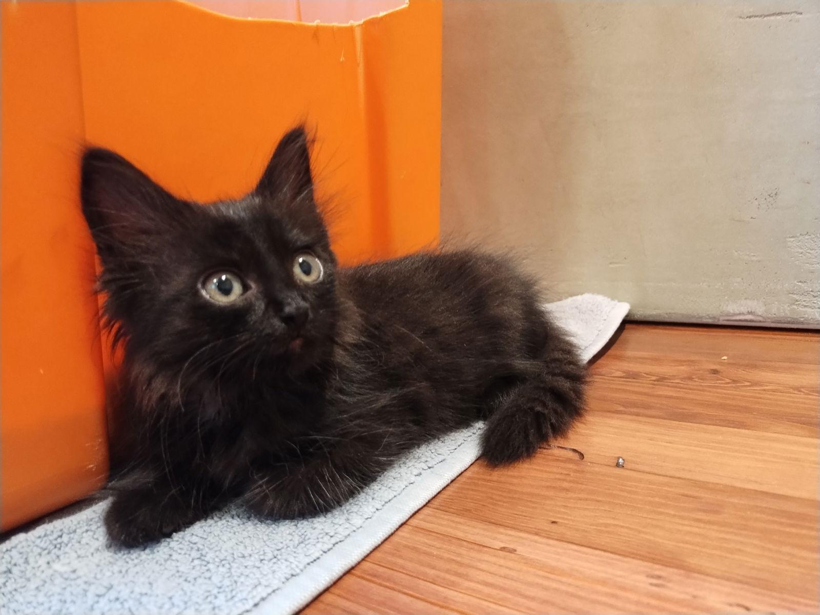Enlarge Firecracker, a Adopted Domestic Long Hair in Rural Hall, NC image 3/3