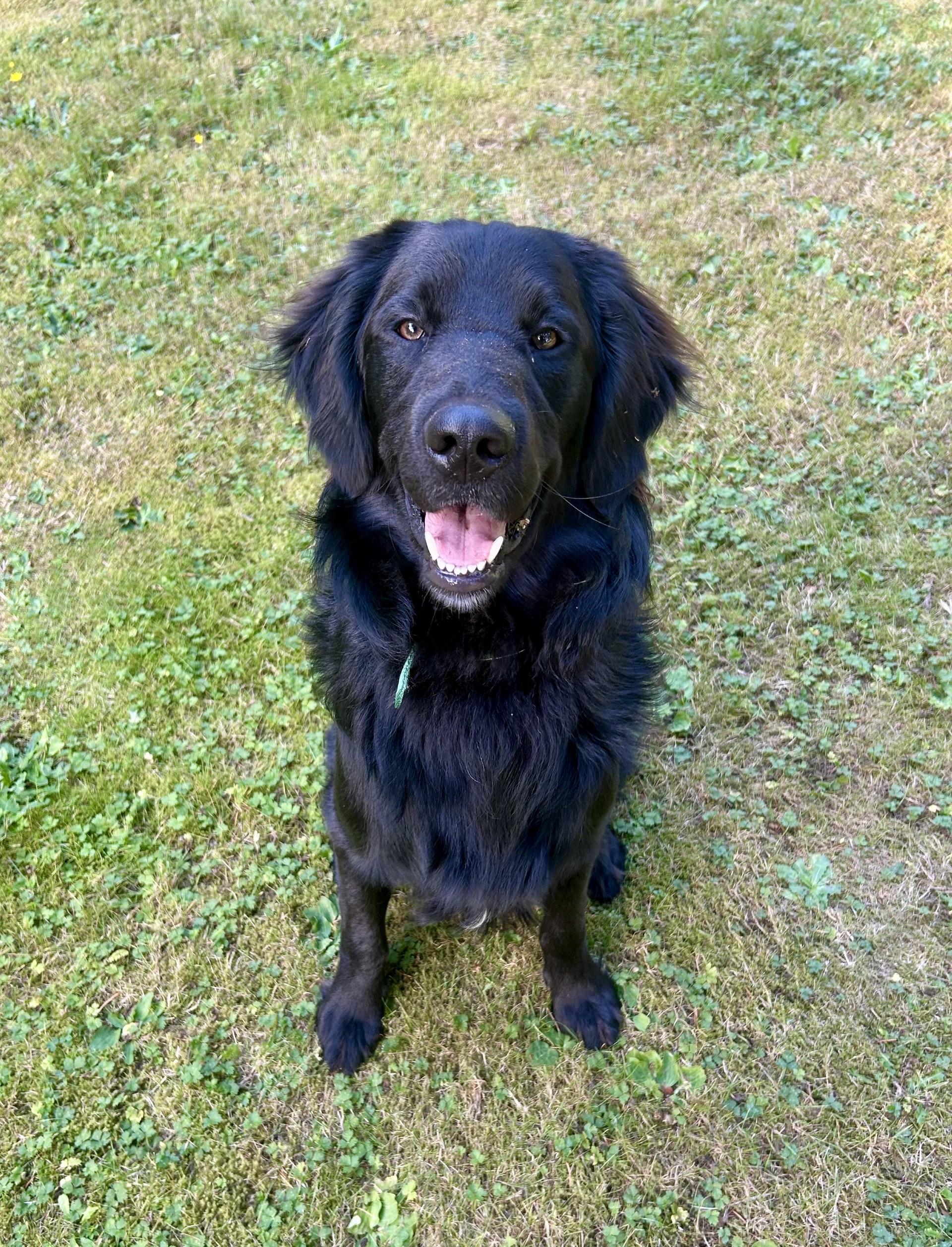 Enlarge Oakley, a ADOPTABLE mixed breed in Gig Harbor, WA image 3/3