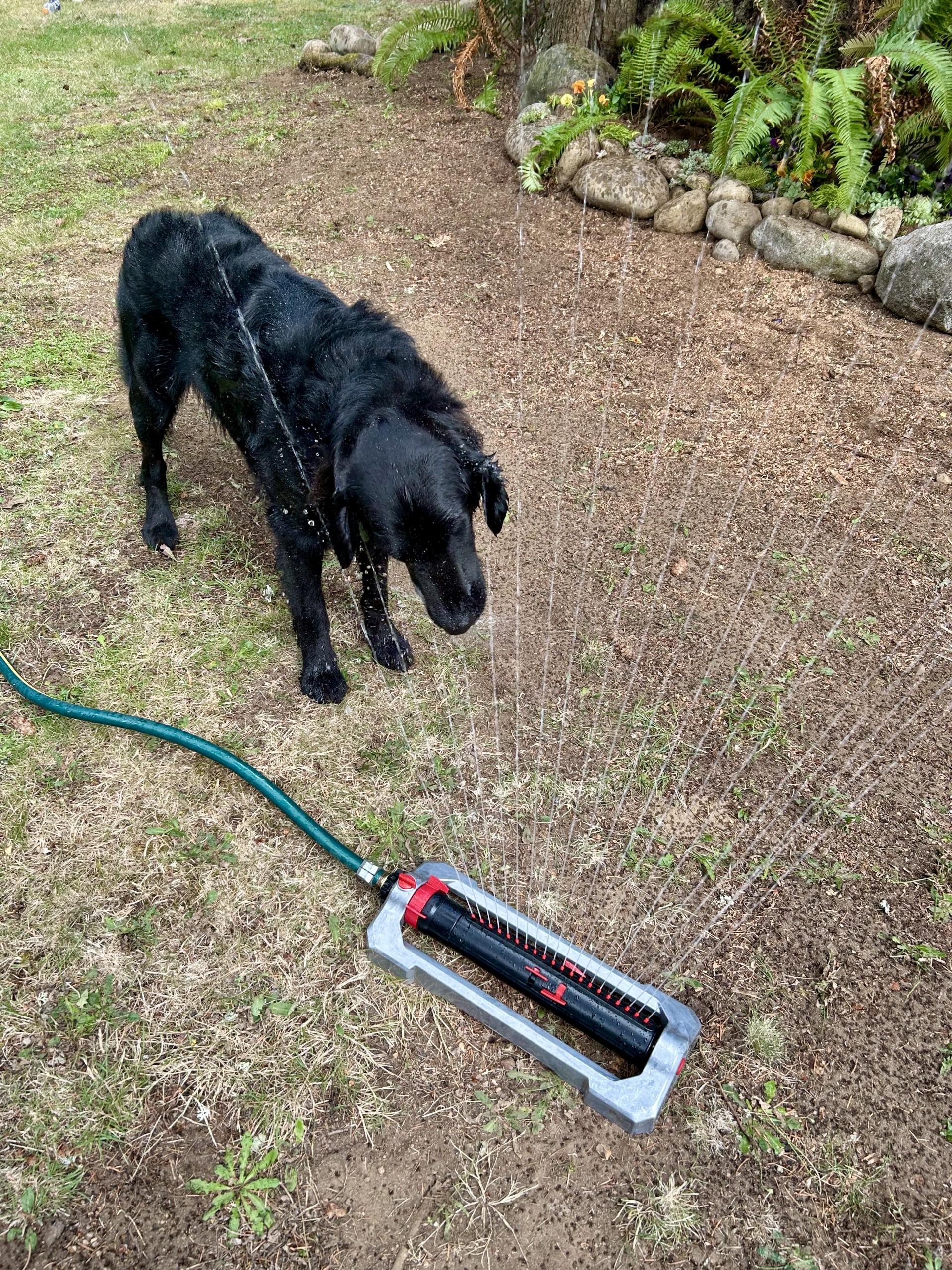 Enlarge Oakley, a ADOPTABLE mixed breed in Gig Harbor, WA image 2/3