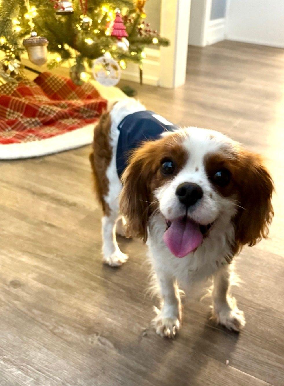 Sparky, an adopted Cavalier King Charles Spaniel in Fort Wayne, IN image 1/2