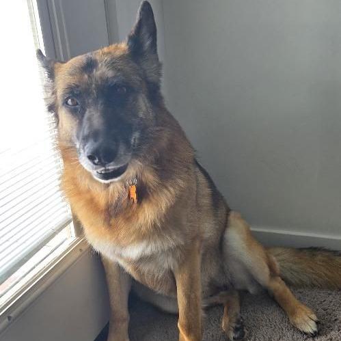 Enlarge Greta, a Adoptable German Shepherd Dog in Rexburg, ID image 1/2