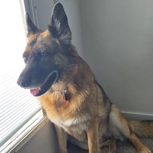 Enlarge Greta, a Adoptable German Shepherd Dog in Rexburg, ID image 2/2