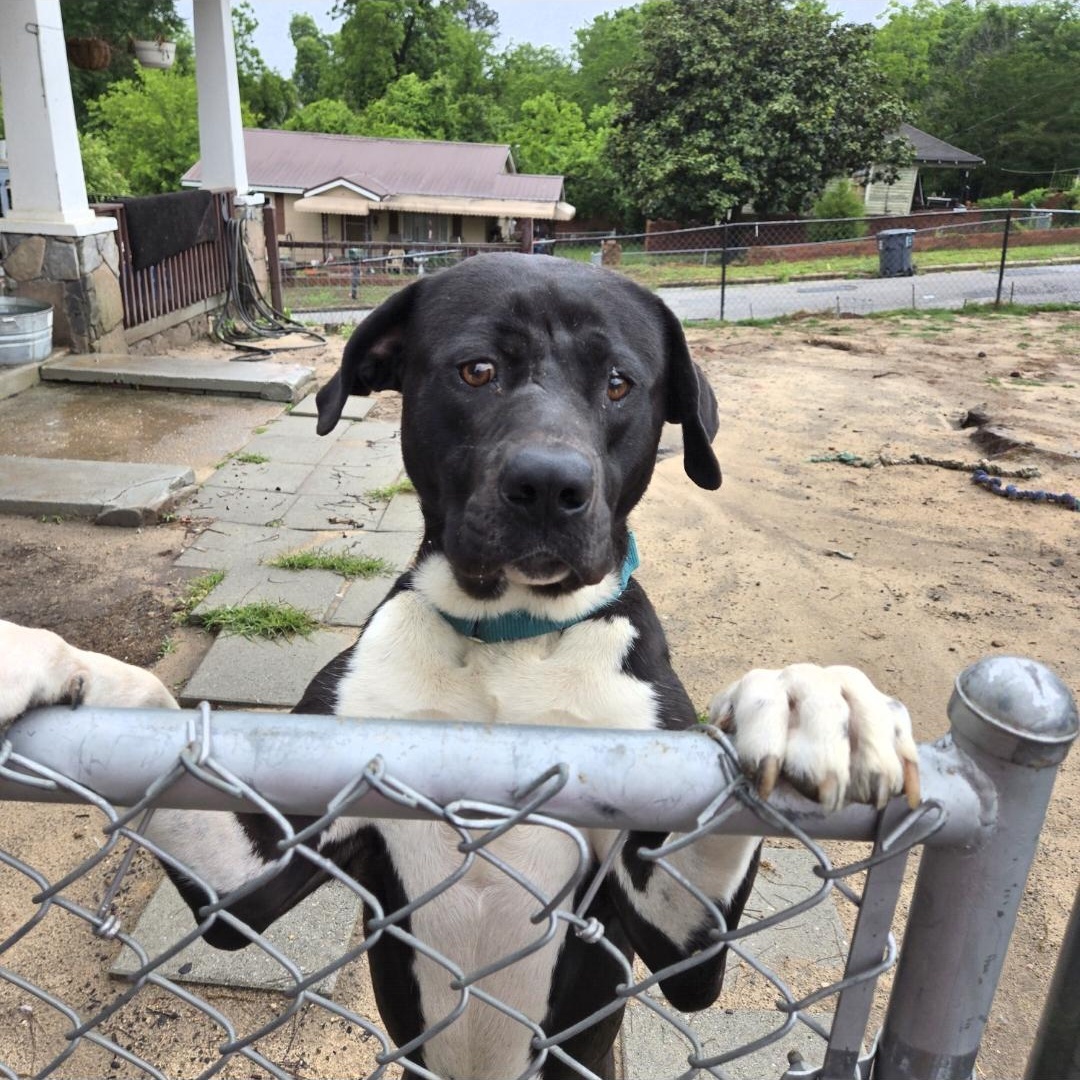 Moose, Adoptable, Adult Male Great Dane.