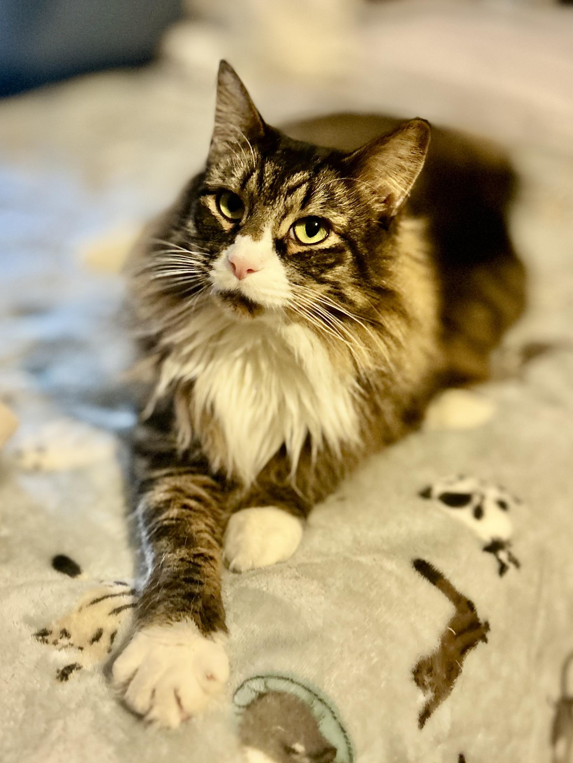 Enlarge Arthur (**Bonded with George), an adopted Domestic Long Hair in Philadelphia, PA image 4/4